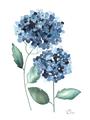 Picture of Blue Hydrangeas I _GroupedProduct_Rectangle_Portrait_Unframed_Print_Only_
