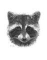 Picture of Raccoon Sketch _GroupedProduct_Rectangle_Portrait_Unframed_Print_Only_