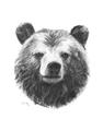 Picture of Bear Sketch _GroupedProduct_Rectangle_Portrait_Unframed_Print_Only_