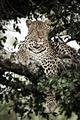 Picture of Lurking Cheetah _GroupedProduct_Rectangle_Portrait_Unframed_Print_Only_