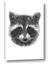 Picture of Raccoon Sketch