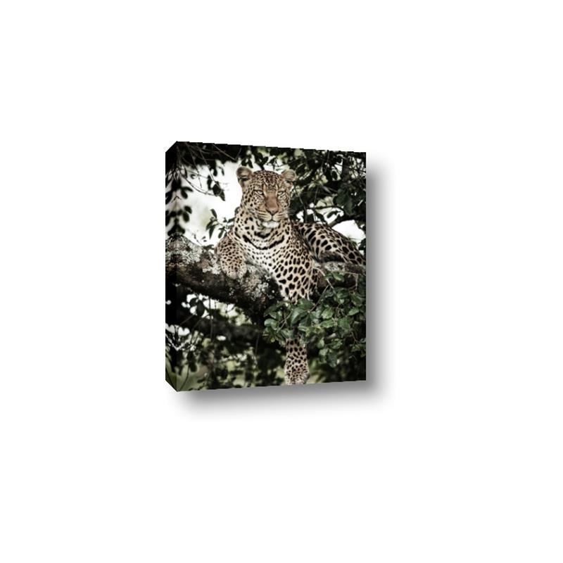 Picture of Lurking Cheetah _GroupedProduct_Rectangle_Portrait_Canvas_