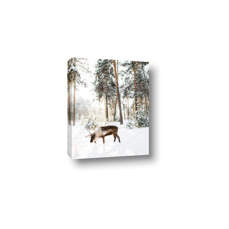 Picture of Moose in the snow _GroupedProduct_Rectangle_Portrait_Photography _GroupedProduct_Rectangle_Portrait_Canvas_