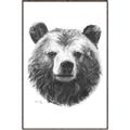 Picture of Bear Sketch _GroupedProduct_Rectangle_Portrait_Canvas_Framed_