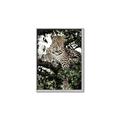 Picture of Lurking Cheetah _GroupedProduct_Rectangle_Portrait_Canvas_Framed_