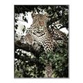 Picture of Lurking Cheetah _GroupedProduct_Rectangle_Portrait_Canvas_Framed_