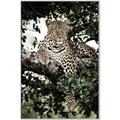 Picture of Lurking Cheetah _GroupedProduct_Rectangle_Portrait_Canvas_Framed_