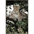 Picture of Lurking Cheetah _GroupedProduct_Rectangle_Portrait_Canvas_Framed_