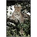 Picture of Lurking Cheetah _GroupedProduct_Rectangle_Portrait_Canvas_Framed_