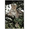 Picture of Lurking Cheetah _GroupedProduct_Rectangle_Portrait_Canvas_Framed_