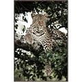 Picture of Lurking Cheetah _GroupedProduct_Rectangle_Portrait_Canvas_Framed_