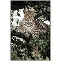 Picture of Lurking Cheetah _GroupedProduct_Rectangle_Portrait_Canvas_Framed_