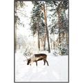 Picture of Moose in the snow _GroupedProduct_Rectangle_Portrait_Photography _GroupedProduct_Rectangle_Portrait_Canvas_Framed_