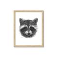 Picture of Raccoon Sketch _GroupedProduct_Rectangle_Portrait_Framed_Matted_