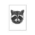 Picture of Raccoon Sketch _GroupedProduct_Rectangle_Portrait_Framed_Matted_