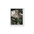 Picture of Lurking Cheetah _GroupedProduct_Rectangle_Portrait_Framed_Matted_