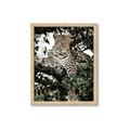 Picture of Lurking Cheetah _GroupedProduct_Rectangle_Portrait_Framed_Matted_