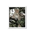 Picture of Lurking Cheetah _GroupedProduct_Rectangle_Portrait_Framed_Matted_