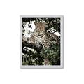 Picture of Lurking Cheetah _GroupedProduct_Rectangle_Portrait_Framed_Matted_