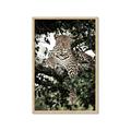 Picture of Lurking Cheetah _GroupedProduct_Rectangle_Portrait_Framed_Matted_