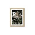 Picture of Lurking Cheetah _GroupedProduct_Rectangle_Portrait_Framed_Matted_