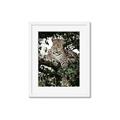 Picture of Lurking Cheetah _GroupedProduct_Rectangle_Portrait_Framed_Matted_
