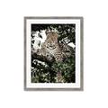 Picture of Lurking Cheetah _GroupedProduct_Rectangle_Portrait_Framed_Matted_