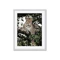 Picture of Lurking Cheetah _GroupedProduct_Rectangle_Portrait_Framed_Matted_