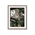 Picture of Lurking Cheetah _GroupedProduct_Rectangle_Portrait_Framed_Matted_