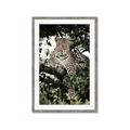 Picture of Lurking Cheetah _GroupedProduct_Rectangle_Portrait_Framed_Matted_