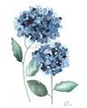 Picture of Blue Hydrangeas I _GroupedProduct_Rectangle_Portrait_Unframed_Print_Only_