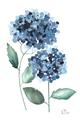 Picture of Blue Hydrangeas I _GroupedProduct_Rectangle_Portrait_Unframed_Print_Only_