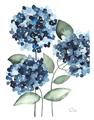 Picture of Blue Hydrangeas II _GroupedProduct_Rectangle_Portrait_Unframed_Print_Only_