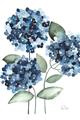 Picture of Blue Hydrangeas II _GroupedProduct_Rectangle_Portrait_Unframed_Print_Only_
