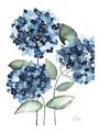 Picture of Blue Hydrangeas II _GroupedProduct_Rectangle_Portrait_Unframed_Print_Only_