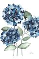 Picture of Blue Hydrangeas II _GroupedProduct_Rectangle_Portrait_Unframed_Print_Only_