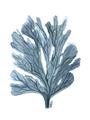 Picture of Blue Tree II _GroupedProduct_Rectangle_Portrait_Unframed_Print_Only_
