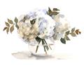 Picture of White Hydrangea in a Vase _GroupedProduct_Rectangle_Landscape_Unframed_Print_Only_