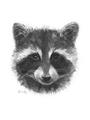 Picture of Raccoon Sketch _GroupedProduct_Rectangle_Portrait_Unframed_Print_Only_