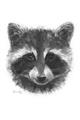 Picture of Raccoon Sketch _GroupedProduct_Rectangle_Portrait_Unframed_Print_Only_