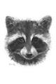 Picture of Raccoon Sketch _GroupedProduct_Rectangle_Portrait_Unframed_Print_Only_