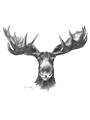Picture of Moose Sketch _GroupedProduct_Rectangle_Portrait_Unframed_Print_Only_