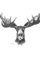 Picture of Moose Sketch _GroupedProduct_Rectangle_Portrait_Unframed_Print_Only_