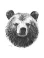 Picture of Bear Sketch _GroupedProduct_Rectangle_Portrait_Unframed_Print_Only_
