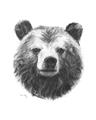 Picture of Bear Sketch _GroupedProduct_Rectangle_Portrait_Unframed_Print_Only_