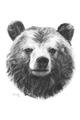 Picture of Bear Sketch _GroupedProduct_Rectangle_Portrait_Unframed_Print_Only_