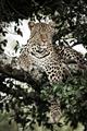Picture of Lurking Cheetah _GroupedProduct_Rectangle_Portrait_Unframed_Print_Only_