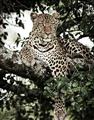Picture of Lurking Cheetah _GroupedProduct_Rectangle_Portrait_Unframed_Print_Only_