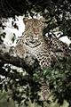Picture of Lurking Cheetah _GroupedProduct_Rectangle_Portrait_Unframed_Print_Only_