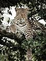Picture of Lurking Cheetah _GroupedProduct_Rectangle_Portrait_Unframed_Print_Only_